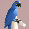 Hyacinth-Macaw