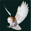 Barn owl