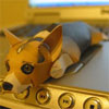 Corgi