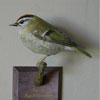 firecrest