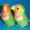 lovebird