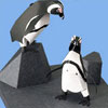 Cape pinguin