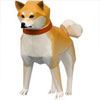 Shiba