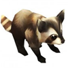 Raccoon
